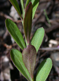 Racemed Milkwort 