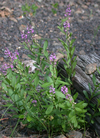 Racemed Milkwort 