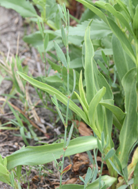 Prolific Knotgrass