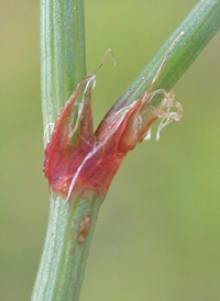 Prolific Knotgrass