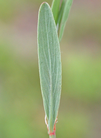 Prolific Knotgrass