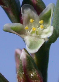 Prolific Knotgrass