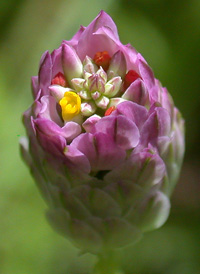 Purple Milkwort 