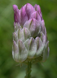 Purple Milkwort 