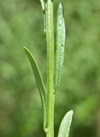 Purple Milkwort 