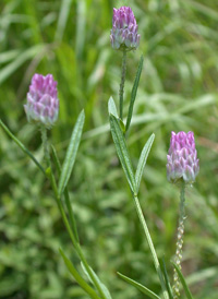 Purple Milkwort 