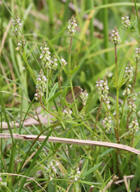 Whorled Milkwort 