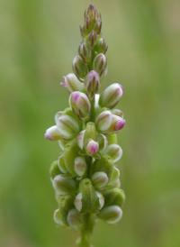 Whorled Milkwort 