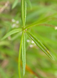 Whorled Milkwort 