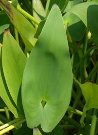 Pickerelweed