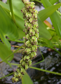 Pickerelweed