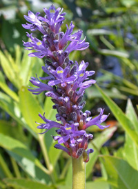 Pickerelweed