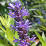 Pickerelweed