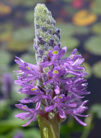 Pickerelweed