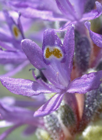 Pickerelweed