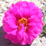 Rose-moss Rose-moss