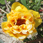 Rose-moss Rose-moss