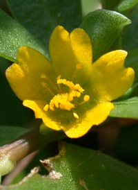 Common Purslane