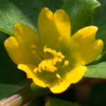 Common Purslane Common Purslane