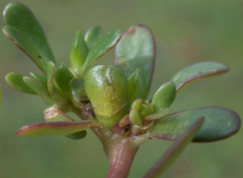 Common Purslane