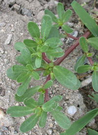 Common Purslane