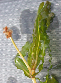 Curly Pondweed