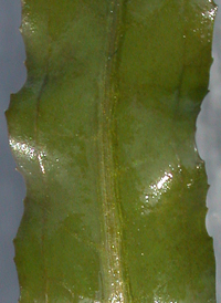 Curly Pondweed