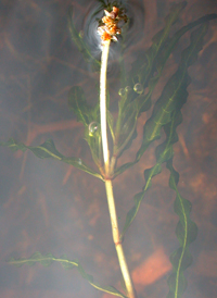 Curly Pondweed