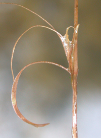 Rafinesque's Pondweed