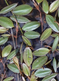 Rafinesque's Pondweed