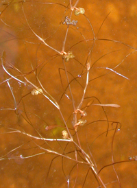 Leafy Pondweed