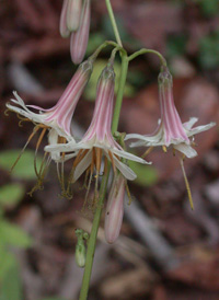 Three-leaved White Lettuce