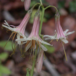 Three-leaved White Lettuce