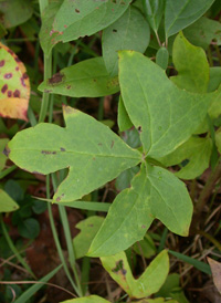 Three-leaved White Lettuce