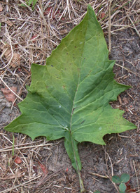 Three-leaved White Lettuce