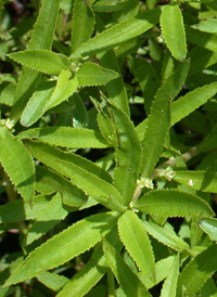 Marsh Mermaidweed