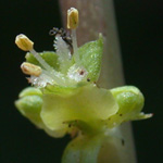 Marsh Mermaidweed