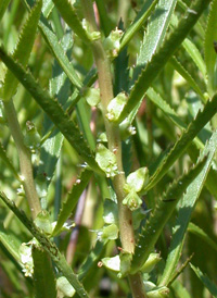 Marsh Mermaidweed