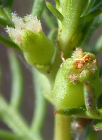 Comb-leaved Mermaidweed