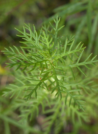 Comb-leaved Mermaidweed