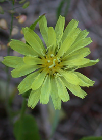 Carolina Desert-chicory