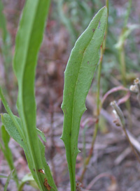 Carolina Desert-chicory