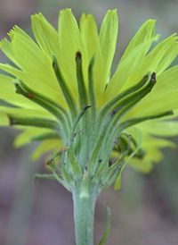 Carolina Desert-chicory