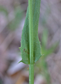 Carolina Desert-chicory