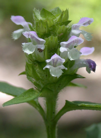 Common Selfheal