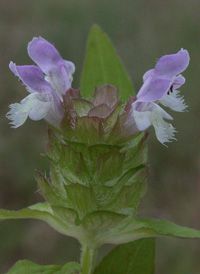 Common Selfheal