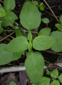 Common Selfheal