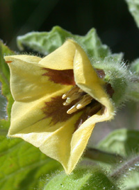 Clammy Ground-cherry