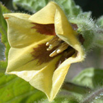 Clammy Ground-cherry Clammy Ground-cherry