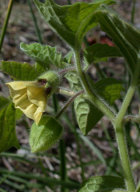 Clammy Ground-cherry